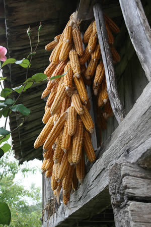 Riestra de maíz colgada del corredor de un horreo.